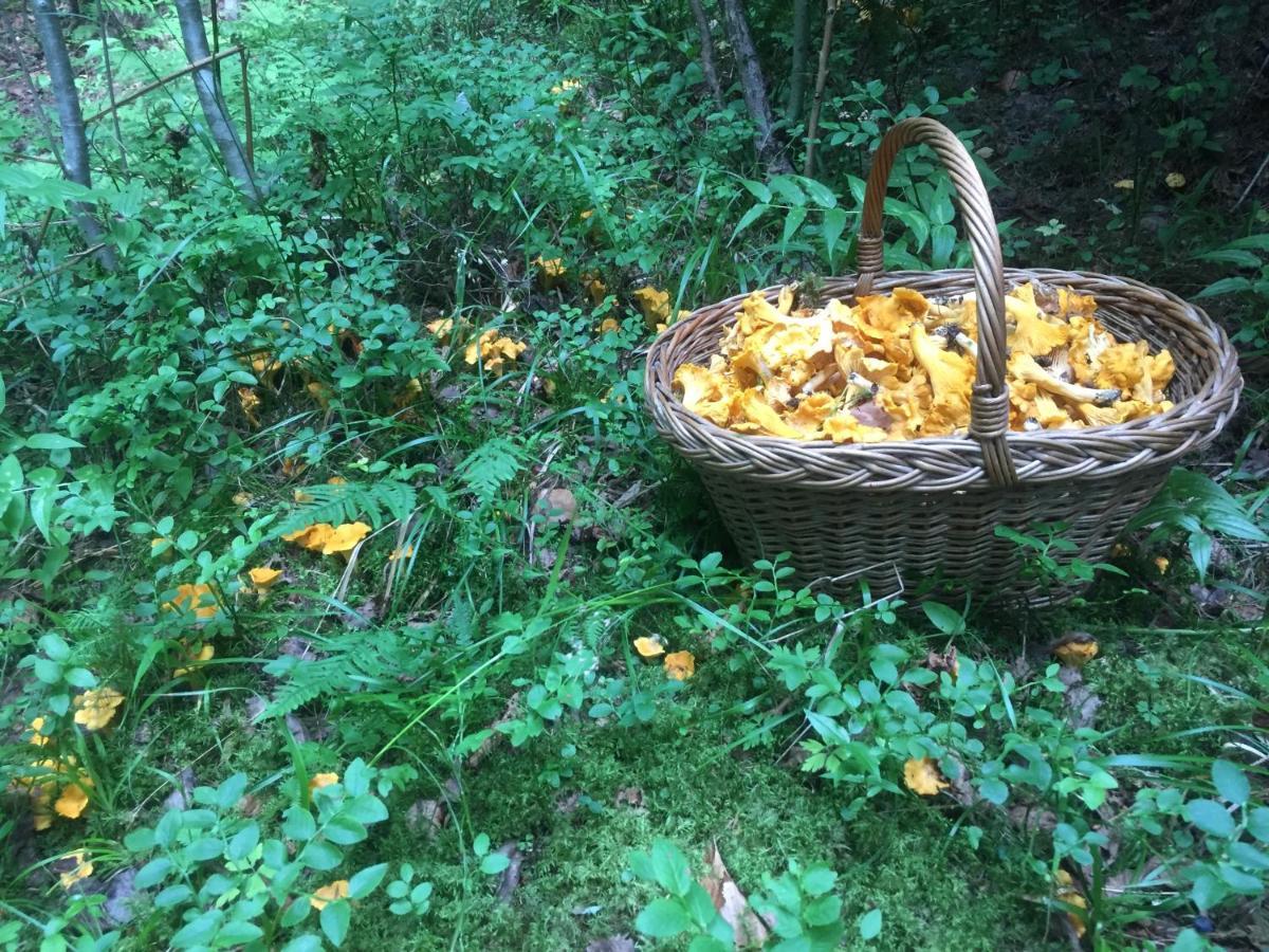Vatra Moldoviţei Pensiunea Agroturistica Casa Colinita מראה חיצוני תמונה