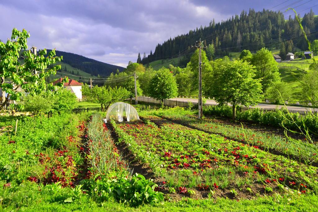 Vatra Moldoviţei Pensiunea Agroturistica Casa Colinita מראה חיצוני תמונה