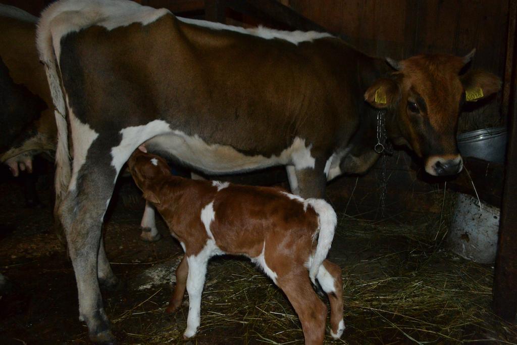 Vatra Moldoviţei Pensiunea Agroturistica Casa Colinita מראה חיצוני תמונה